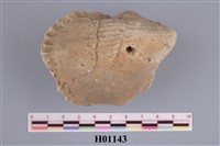 藏品(鳥貝類化石)的圖片